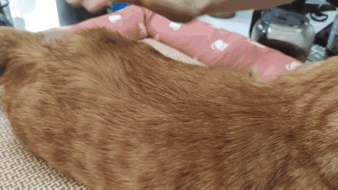 怎样抱猫咪最舒服，怎样抱猫咪最舒服图片（史上最全猫咪按摩宝典）