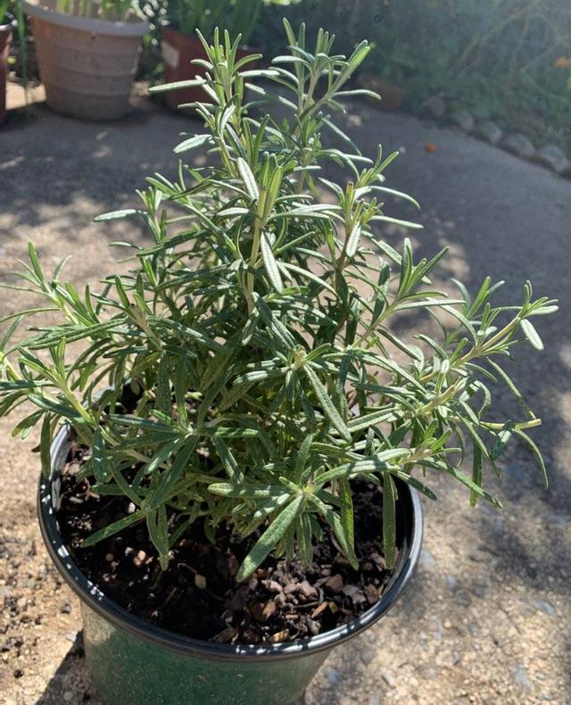 迷迭香的养殖方法和注意事项，迷迭香养殖方法与技巧（能长成小树）