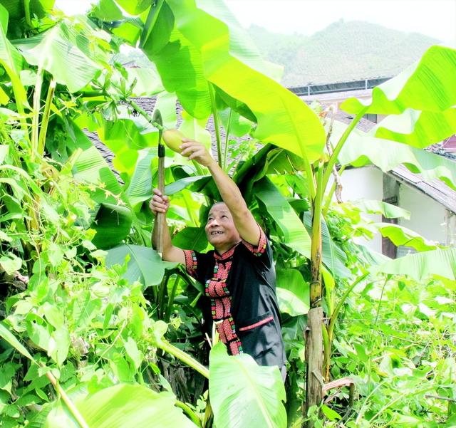 芭蕉花怎么吃，瑶乡美食：素炒芭蕉花