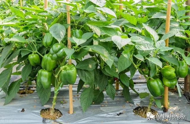 蔬菜的种植方法和步骤，种菜从头到尾分六个步骤