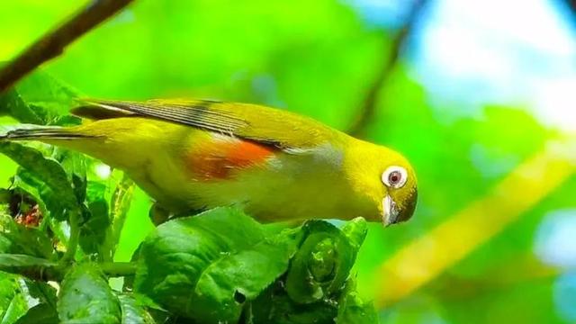 鸟类的羽毛有多少种类型，鸟类的羽毛有多少种类型图片（鸟的羽毛为什么五颜六色）