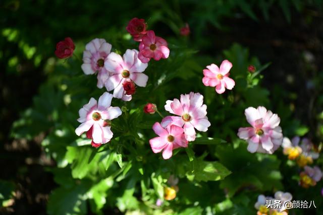 蝴蝶花怎么养，蝴蝶花怎么养 兰花如何浇水（照书养蝴蝶花毛茛）