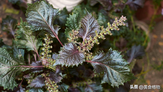 紫苏叶的吃法技巧，老一辈人留下来的土方法