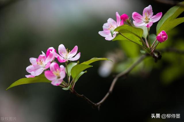 马路拍照技巧，马路拍照技巧视频（花朵不要“胡乱拍”）