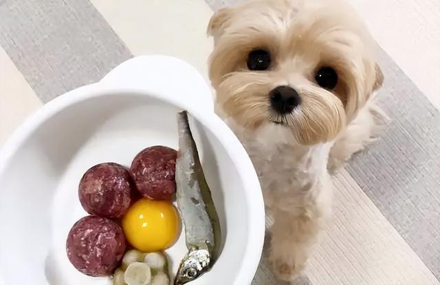 适合狗狗吃的食物，狗狗适宜吃什么食物（这些食物对狗狗来说是“人间鲜美”）