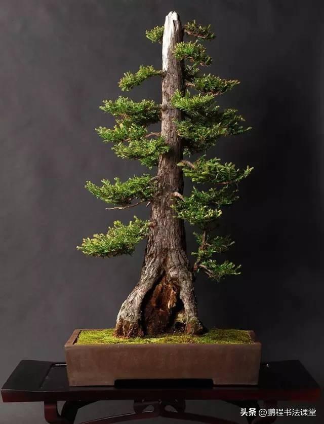 8种天然盆景大全，18个·高颜值盆景，太惊艳了