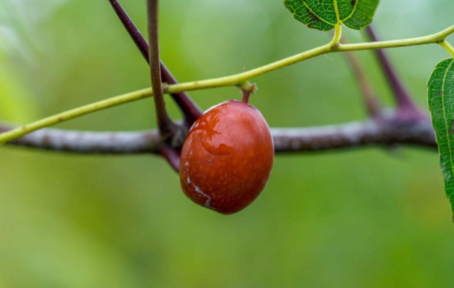 含维生素c最多的食物排行榜，富含维生素c的食物排行榜（大自然中含维生素C最多的前5大食物是什么）