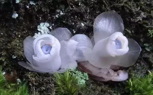 水晶兰的花语是什么，水晶兰是吉祥花吗（幽灵之花一一水晶兰）