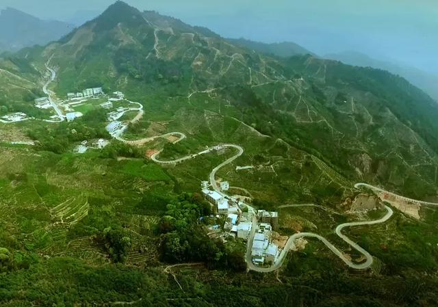 凤凰单丛茶的品种分类，凤凰单丛茶有几种品种（凤凰单丛十大香型）