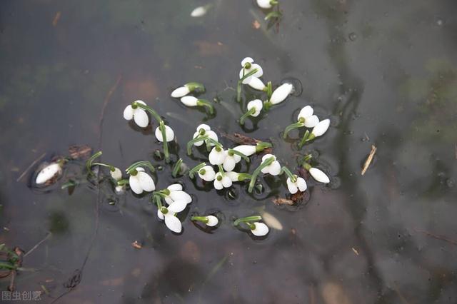 席慕容 无怨的青春，席慕容无怨的青春原文（《无怨的青春》席慕蓉）