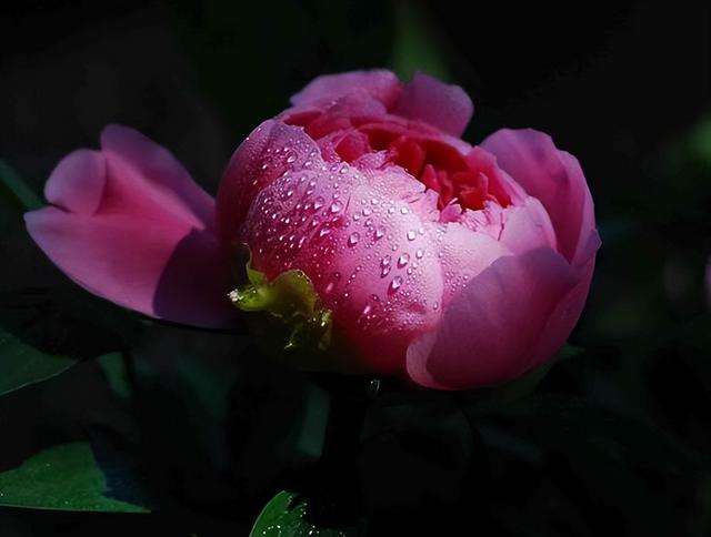 花中君子指的是什么，花中君子指的是什么花（中国十大名花排行榜）