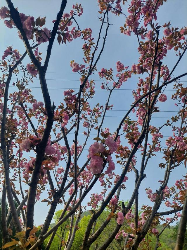 笑颜如花笑靥如花什么意思，笑靥如花什么意思（门当户对的爱情）