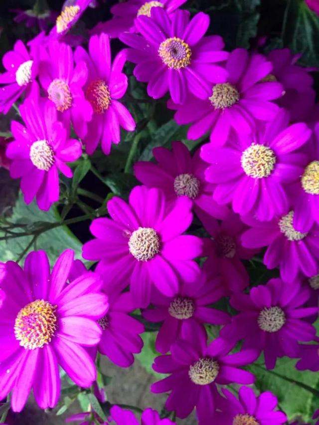 夸赞女人漂亮的句子，夸女人的美言佳句（女人如花，绚烂绽放，活出精彩）