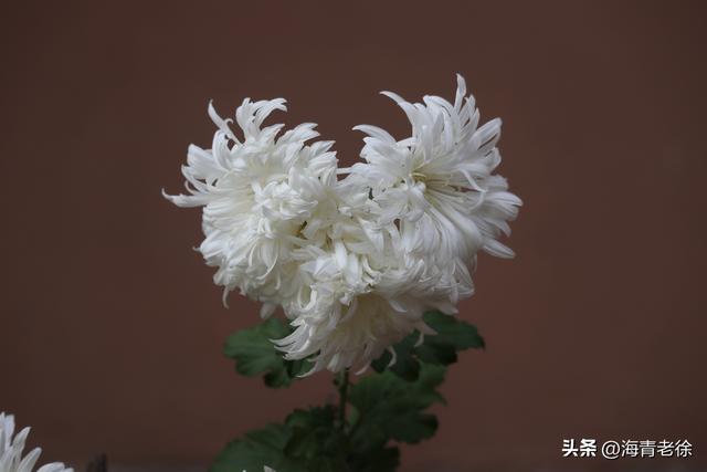 花中隐士是什么花，花中隐士是指什么花（凌霜绽妍——菊花）