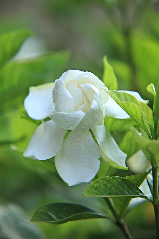 梔子花的象徵寓意是什麼意思(梔子花的花語是--