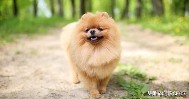 狗狗排行榜之“最可爱”的几种狗，种最可爱的泰迪熊犬种