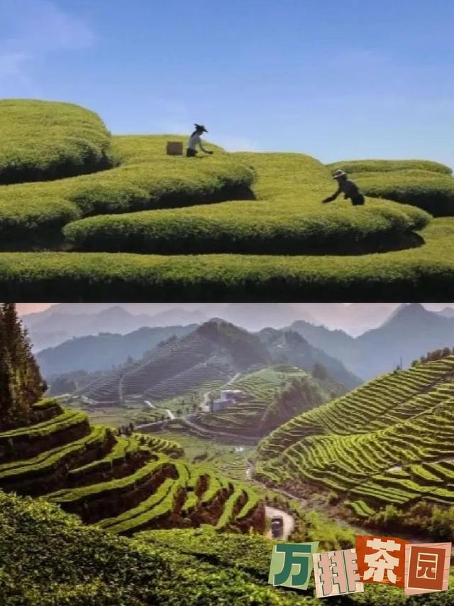 温州旅游必去景点推荐一下，推荐五个浙江温州小众又好玩的景点