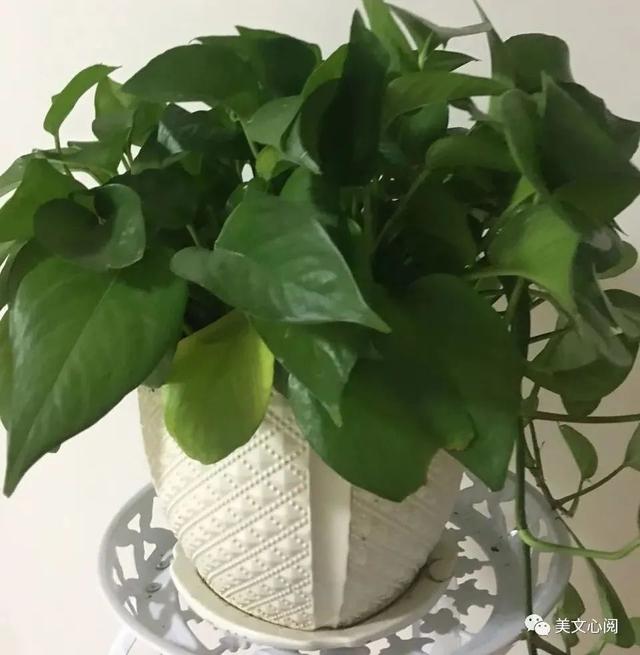 绿萝花茶的功效和作用及食用禁忌，绿萝花泡茶的作用与功效（美文心阅：绿萝）