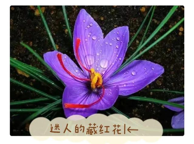 世界上最贵的花，世界上什么花最贵（世界上最贵的花你知道有多贵吗）