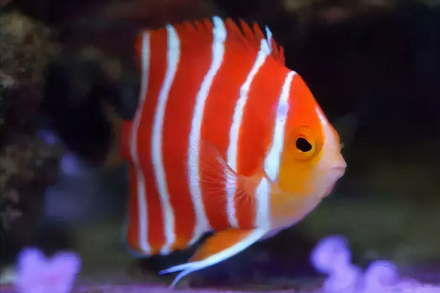 雪龙鱼的做法和配方，鳕鱼的烹饪方法（一条鱼抵得上一栋别墅）