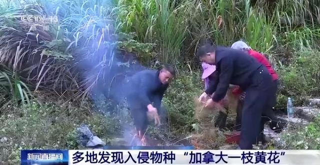 贵阳市花是什么花，贵阳市市花为什么是兰花（贵阳惊现“恶魔之花”）