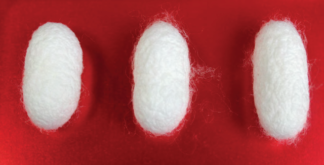 蚕的习性，蚕为什么辣么挑食，只吃桑叶（蚕有什么特性）