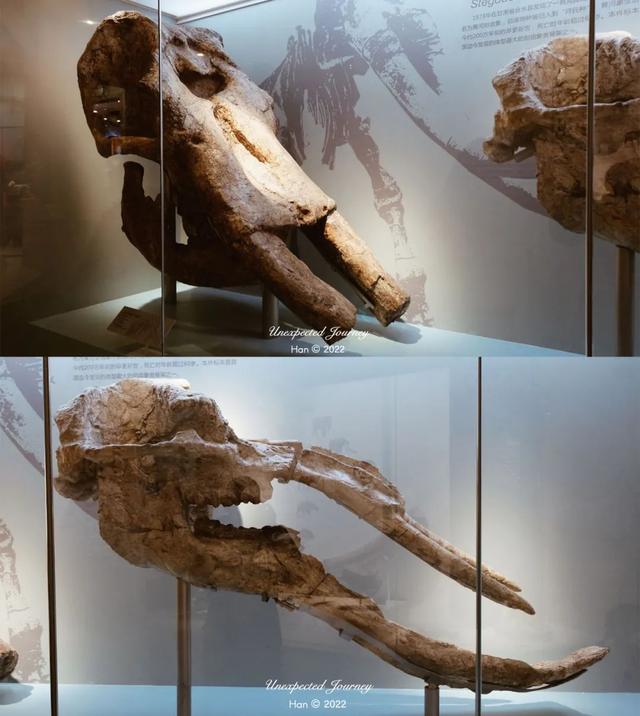 什么是具足虫，具足虫平安名堇（窥探奇异生物的世界）