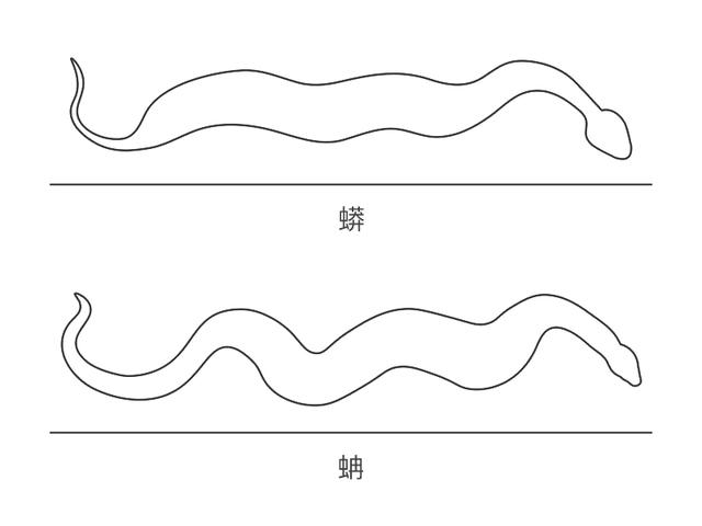 水蚺和蟒蛇的区别，水蚺是什么（体形大的蟒蛇与蚺蛇）