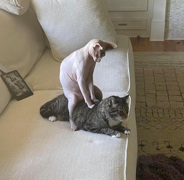 可爱猫，可爱猫咪名字（歪果网友分享各种古怪可爱的小猫咪图片）