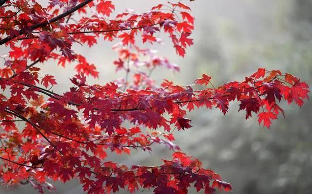 老年人微信头像图片，俞川/网红中老年人头像（最美夕阳红-适合中老年的头像）