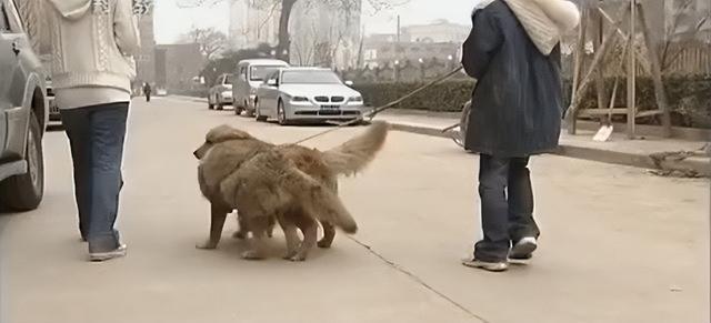 狼的寿命，北极狼的寿命（2008年陕西男子捡到一条“狗”）