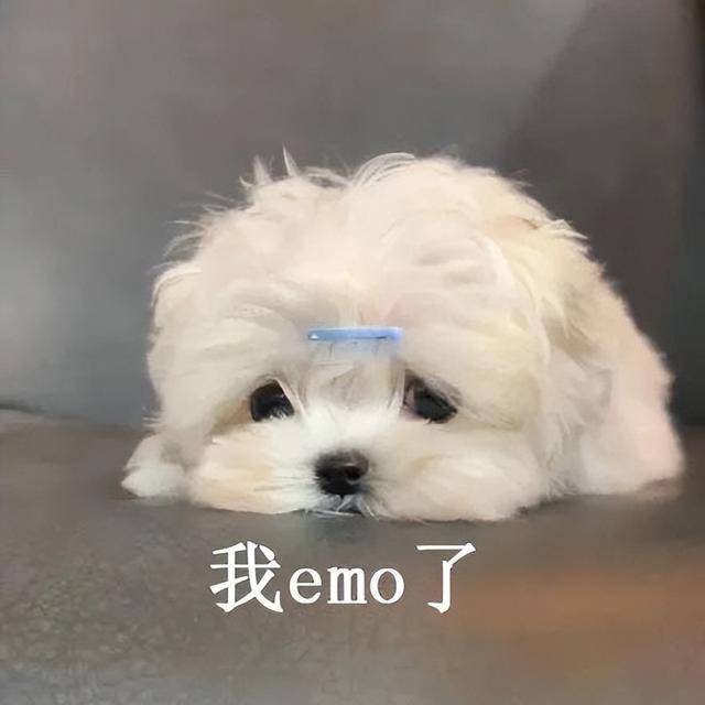 狗狗绝育的好处与坏处，狗狗绝育有什么好处和坏处（过来人告诉你：狗狗“绝育”后）