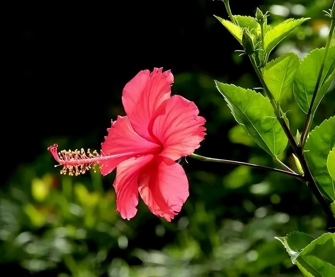 泰州市树市花图片