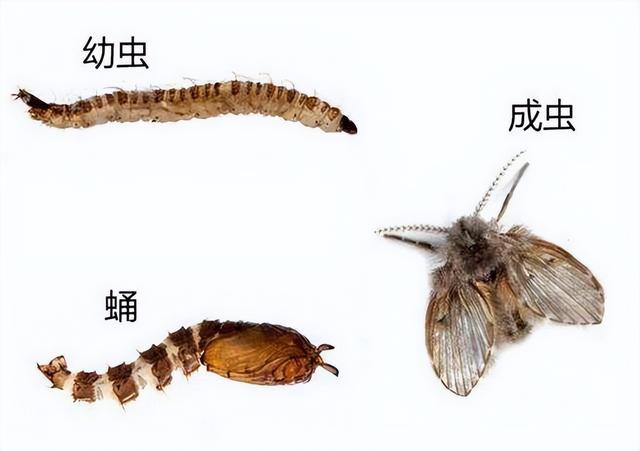 怎么能消除卫生间的蛾蚋幼虫，卫生间蛾蠓怎么根除（它发起飙来医生也怕）
