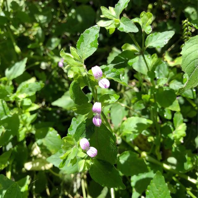 鲜花的花语和花的数目的寓意，鲜花数量的寓意（100种迷人的“数字花”）