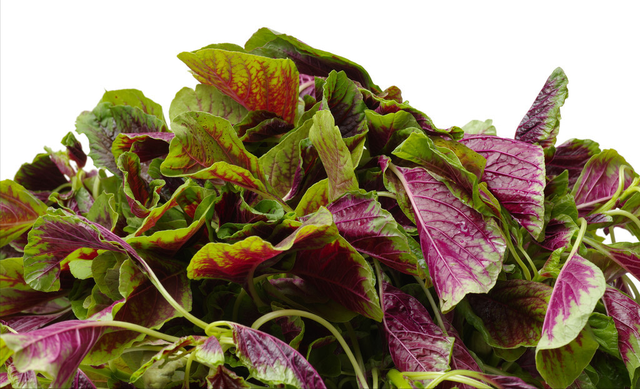 寒菜是什么呢，寒菜是什么属性的菜（“三鲜”指的是啥）