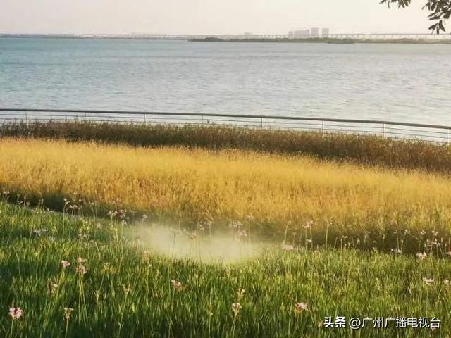 广州哪里可以看海，广州旅游看海的地方（广州这些“无敌海景”碧道藏不住了）