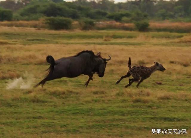 东非动物大迁徙，东非动物大迁徙的路线图（“生命的长征”东非野生动物大迁徙）