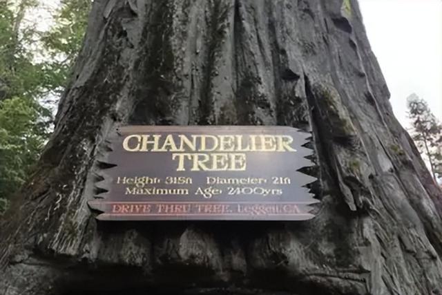 世界上最高的树，世界上最高的树排名（盘点世界最高的5棵巨树）