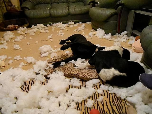 犬和狗有什么区别，犬与狗的区别（“养狗”和“不养狗”的区别）