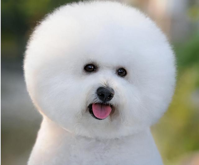 宠物狗价格，上班族、有小孩、新手适合养什么狗（宠物狗价格排行）