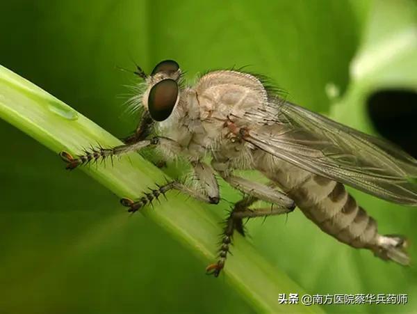 虻虫学名叫什么，虻虫的图片 药用（一味善消子宫肌瘤囊肿的中药）