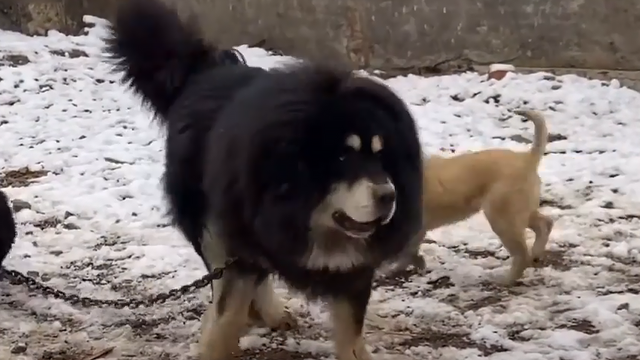藏獒和狼谁厉害，【藏獒和狼谁厉害】藏獒和狼谁更厉害战斗力对比（新一代“森林之王”猞猁）