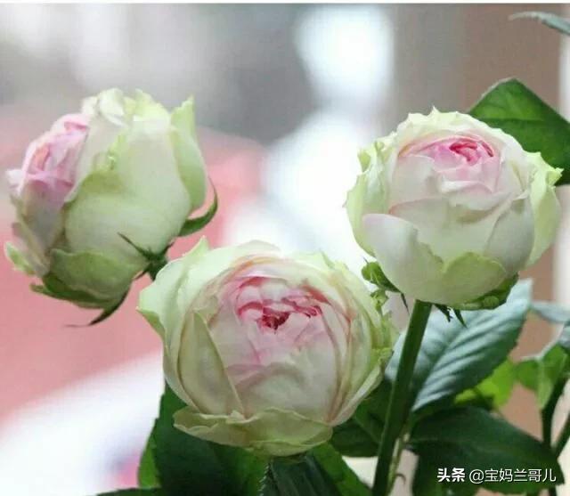 朱丽叶玫瑰多少钱一朵，朱丽叶玫瑰花（全世界最贵的月季花）