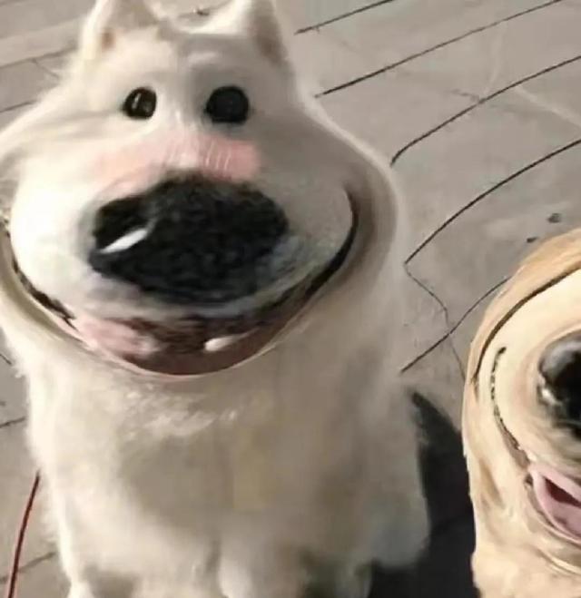 狗狗情侣头像微信，狗狗情侣头像（哈哈哈哈这个小狗狗头像也太可爱了吧）