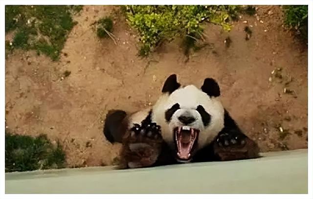 大熊猫资料简介，那它在猛兽中到底是什么段位的