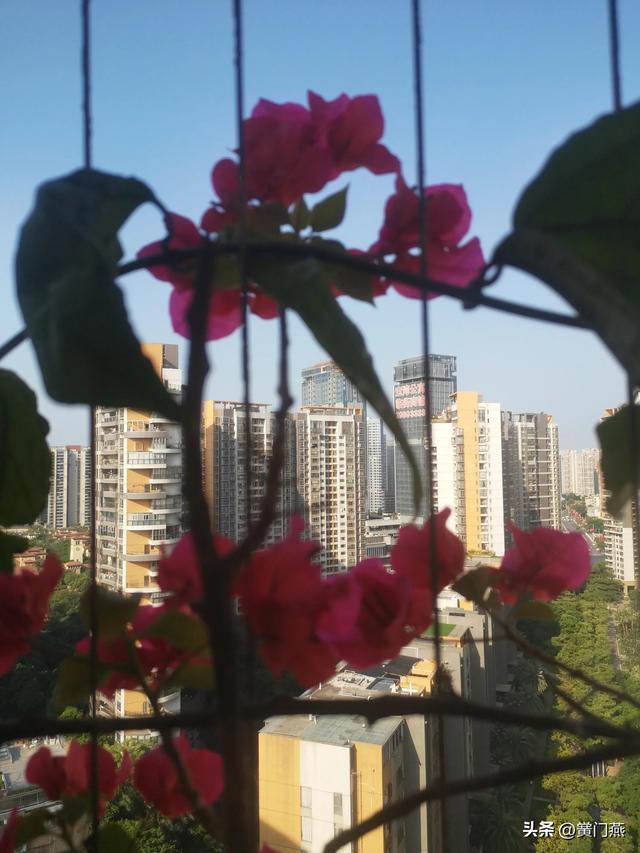 阳台花开文案短句，五绝·阳台花开