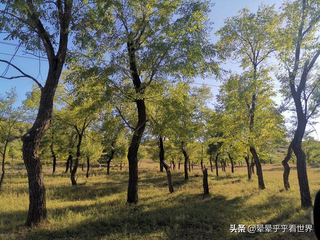 朱棣死在榆木川，朱棣驾崩处——榆木川