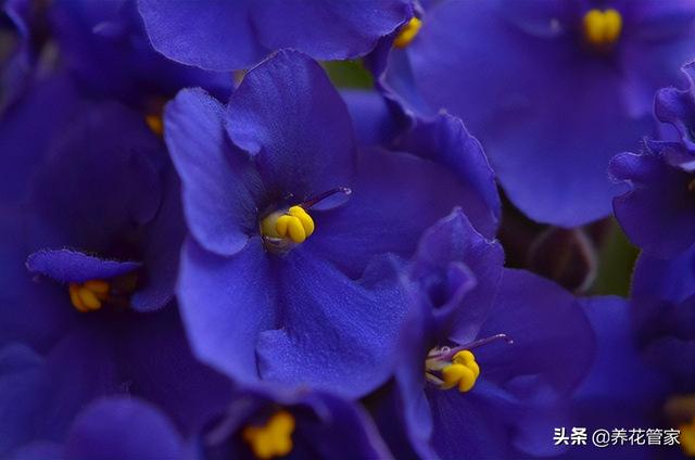 兰花寓意代表什么意思，十种常见的兰花花语