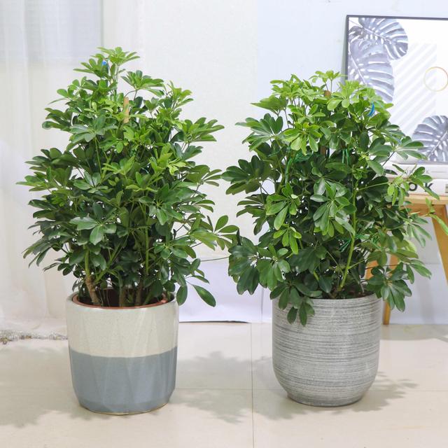 纯氧气能吸吗，纯氧气可以呼吸吗（建议养些“健康花”）